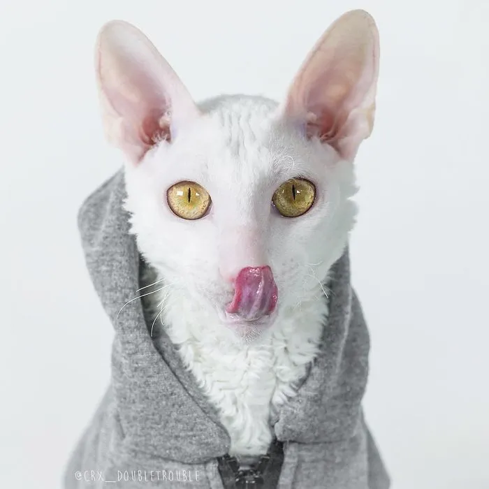Meet The Cutest Trouble Makers In Finland With Curls And Rabbit Ears