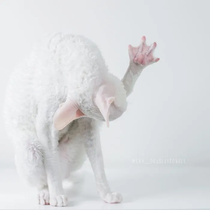 Meet The Cutest Trouble Makers In Finland With Curls And Rabbit Ears