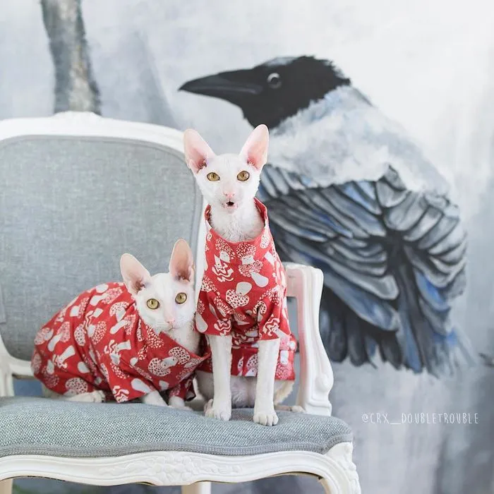Meet The Cutest Trouble Makers In Finland With Curls And Rabbit Ears