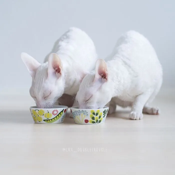 Meet The Cutest Trouble Makers In Finland With Curls And Rabbit Ears