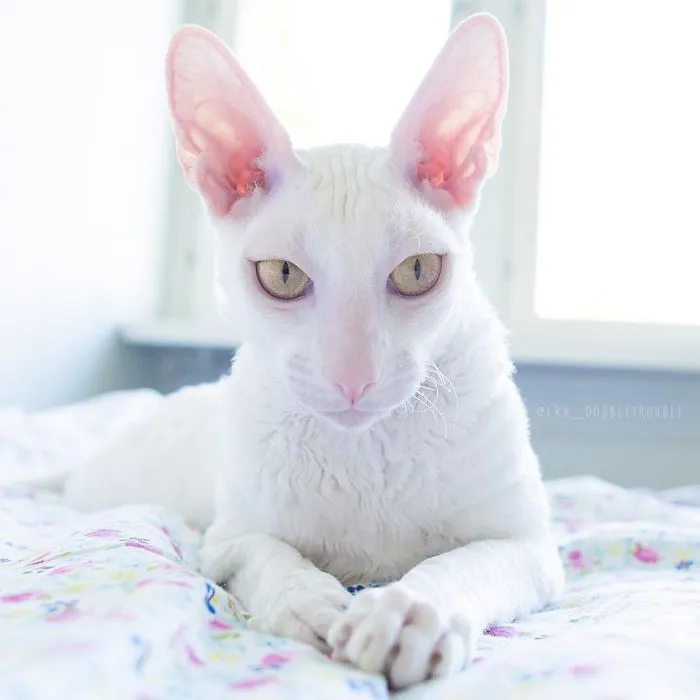 Meet The Cutest Trouble Makers In Finland With Curls And Rabbit Ears