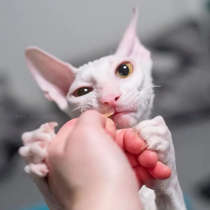 Meet The Cutest Trouble Makers In Finland With Curls And Rabbit Ears