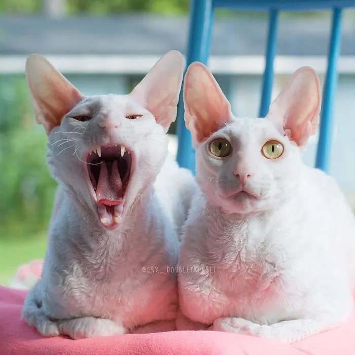 Meet The Cutest Trouble Makers In Finland With Curls And Rabbit Ears