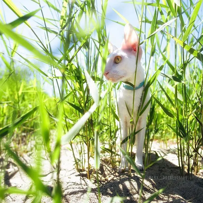 Meet The Cutest Trouble Makers In Finland With Curls And Rabbit Ears