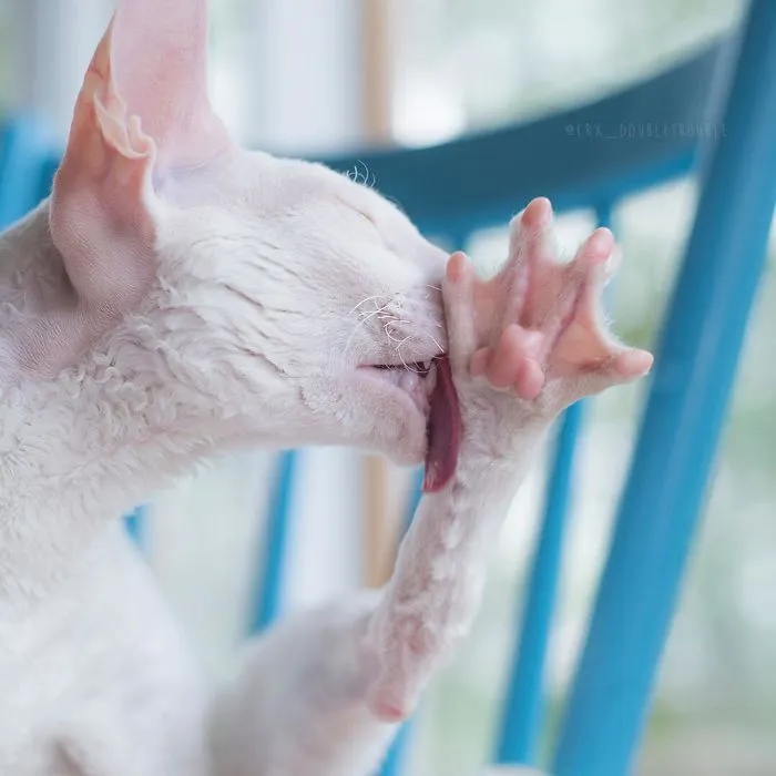 Meet The Cutest Trouble Makers In Finland With Curls And Rabbit Ears