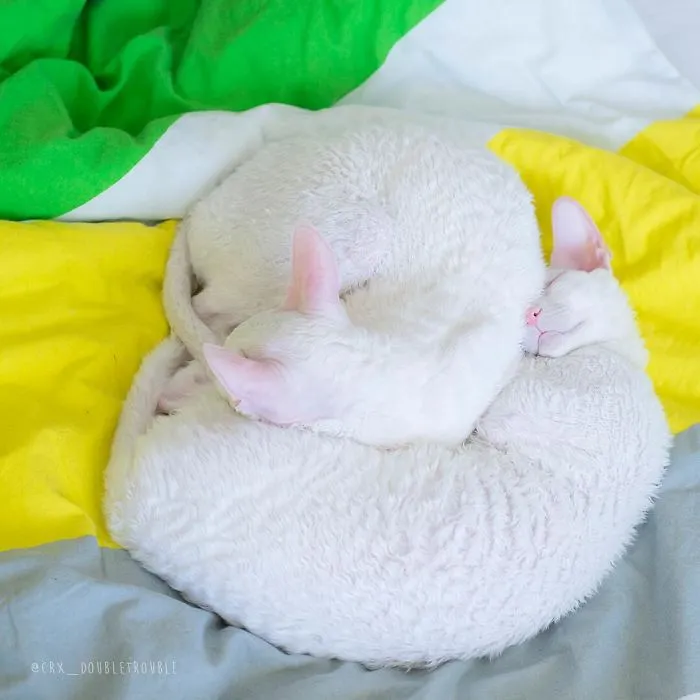 Meet The Cutest Trouble Makers In Finland With Curls And Rabbit Ears