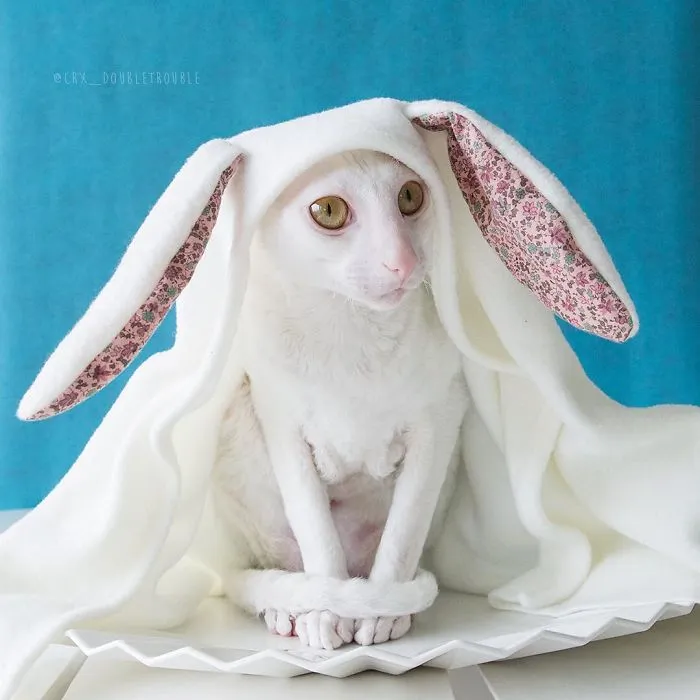 Meet The Cutest Trouble Makers In Finland With Curls And Rabbit Ears