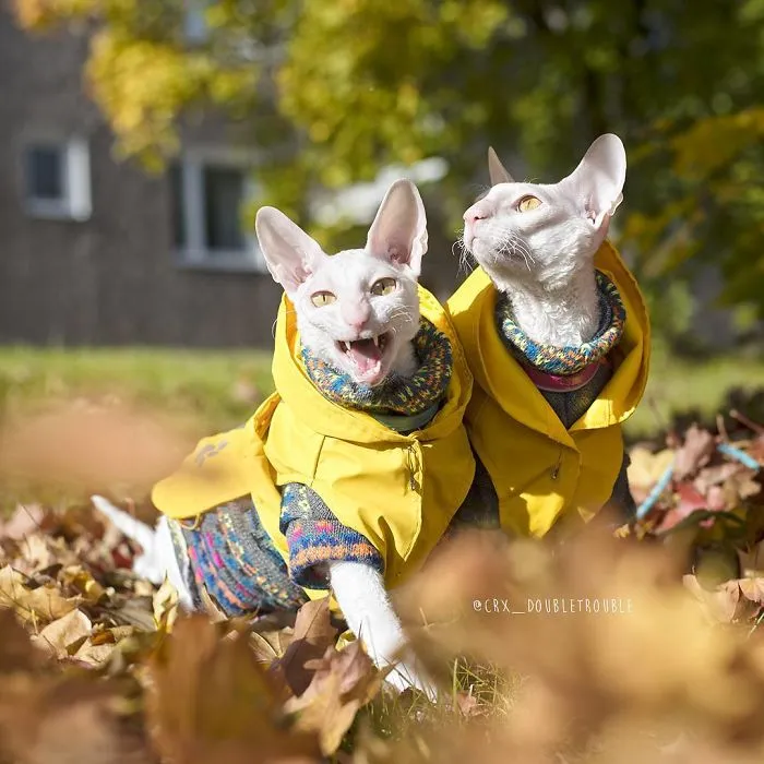 Meet The Cutest Trouble Makers In Finland With Curls And Rabbit Ears