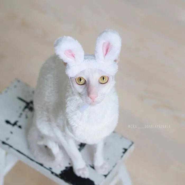 Meet The Cutest Trouble Makers In Finland With Curls And Rabbit Ears