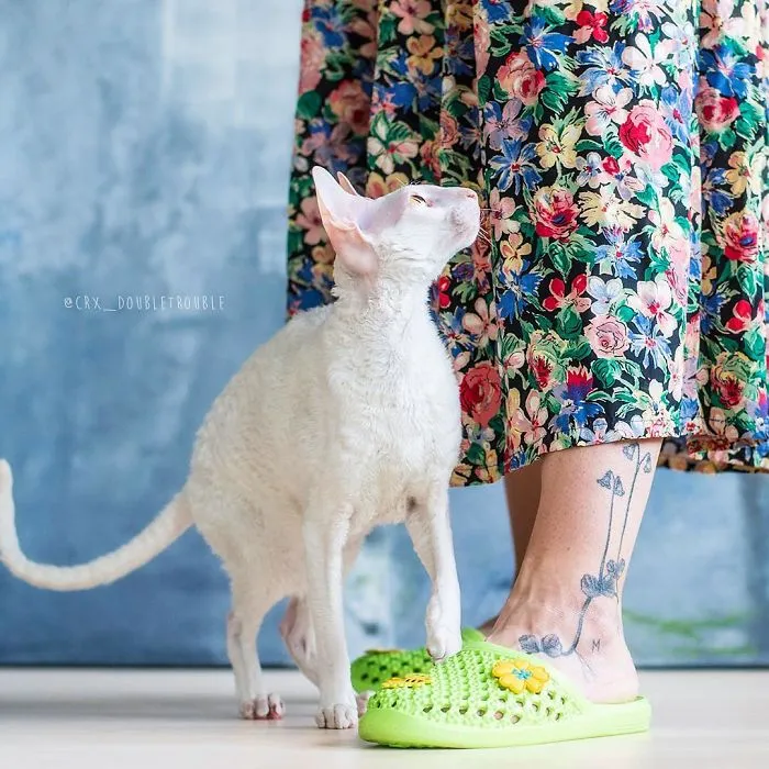 Meet The Cutest Trouble Makers In Finland With Curls And Rabbit Ears