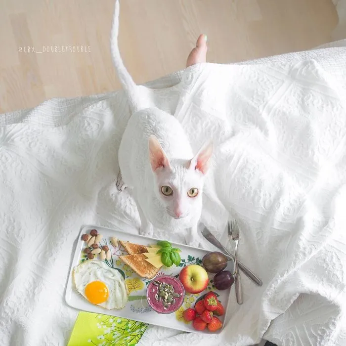 Meet The Cutest Trouble Makers In Finland With Curls And Rabbit Ears