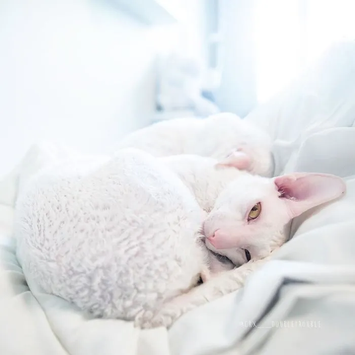 Meet The Cutest Trouble Makers In Finland With Curls And Rabbit Ears