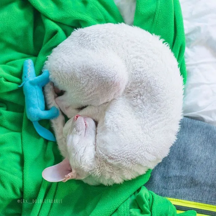 Meet The Cutest Trouble Makers In Finland With Curls And Rabbit Ears