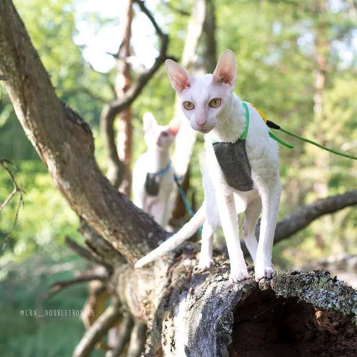 Meet The Cutest Trouble Makers In Finland With Curls And Rabbit Ears