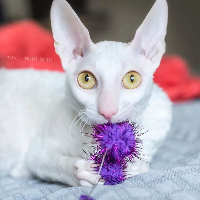 Meet The Cutest Trouble Makers In Finland With Curls And Rabbit Ears