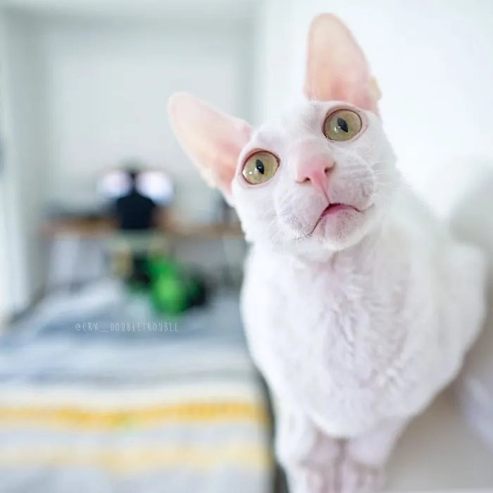 Meet The Cutest Trouble Makers In Finland With Curls And Rabbit Ears