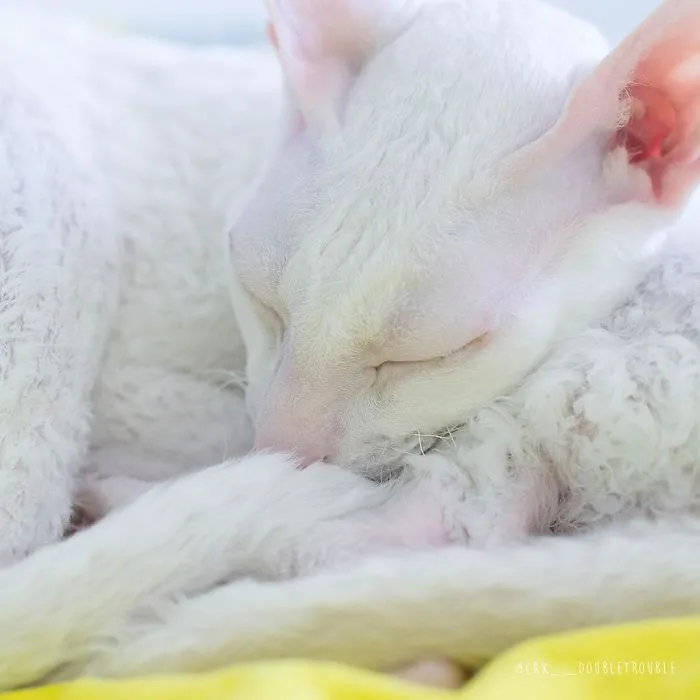 Meet The Cutest Trouble Makers In Finland With Curls And Rabbit Ears