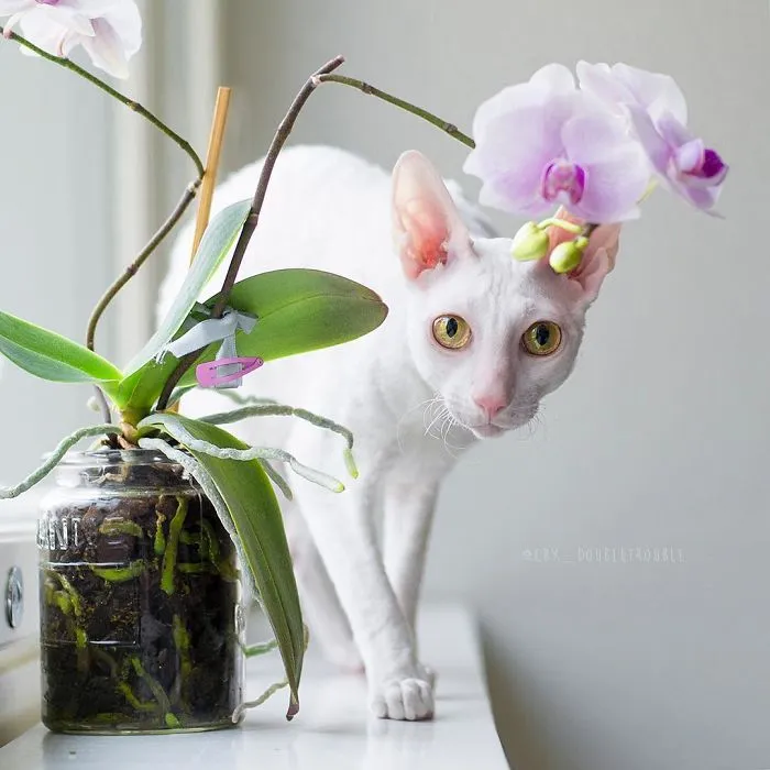 Meet The Cutest Trouble Makers In Finland With Curls And Rabbit Ears