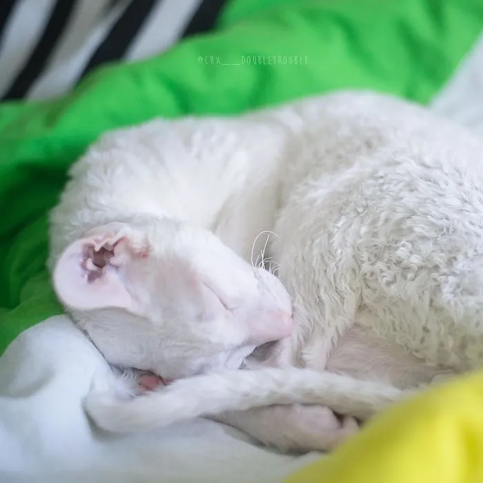 Meet The Cutest Trouble Makers In Finland With Curls And Rabbit Ears