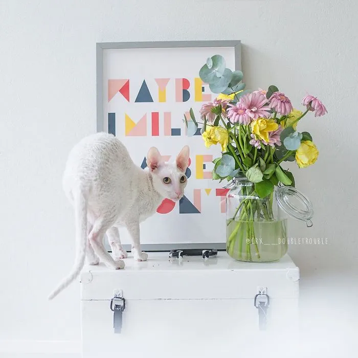 Meet The Cutest Trouble Makers In Finland With Curls And Rabbit Ears