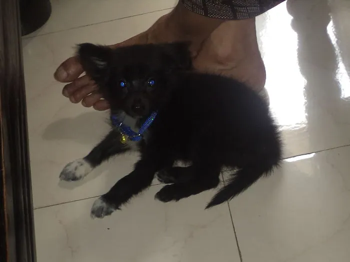 My Dog.. In Past 2yr..