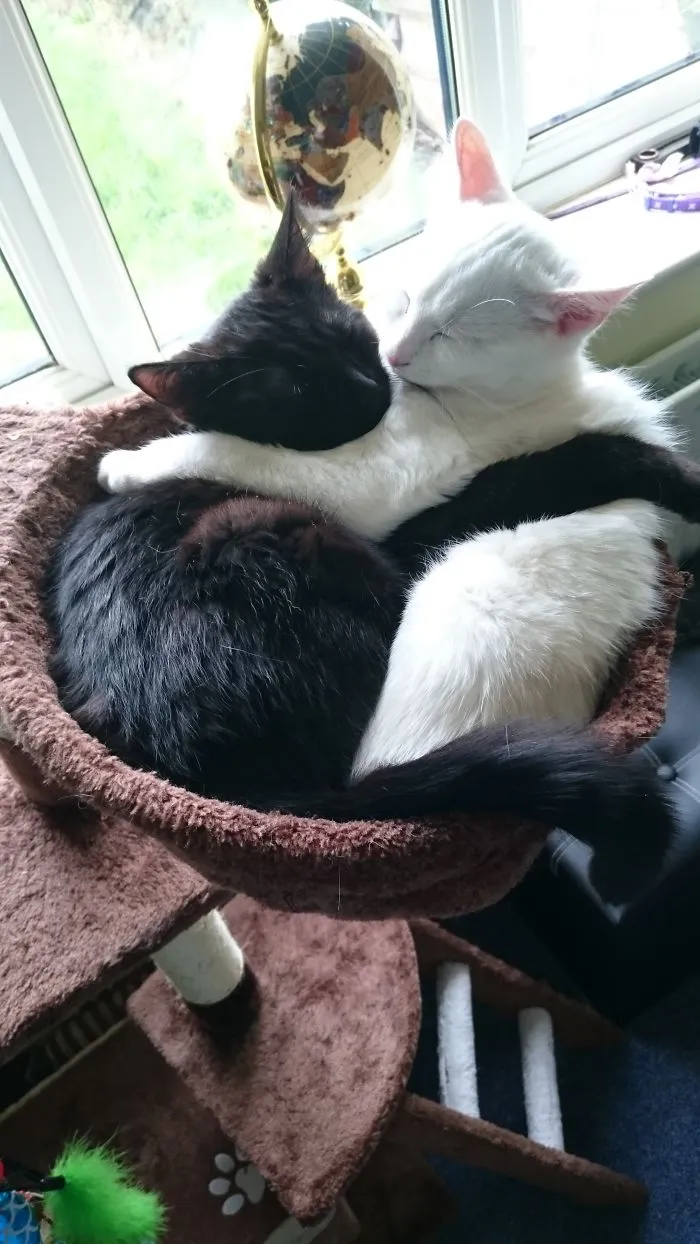 Luna & Lupin