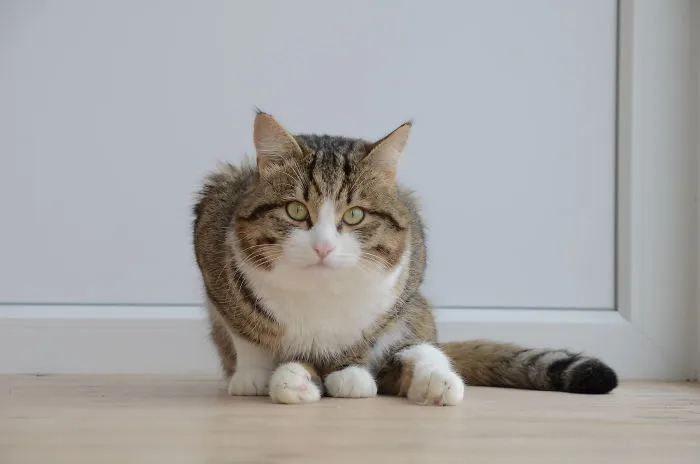 Rexie, A Handicapped Cat
