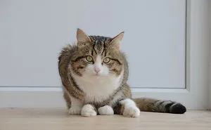 Rexie, A Handicapped Cat