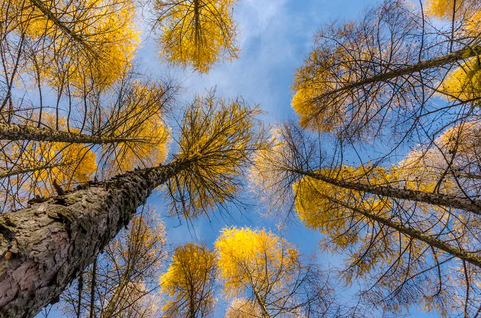 The Autumn Larch.