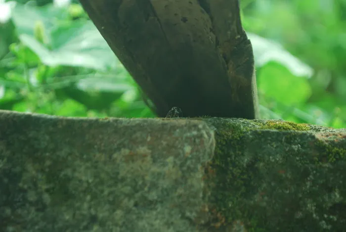 The Life Of An Ant