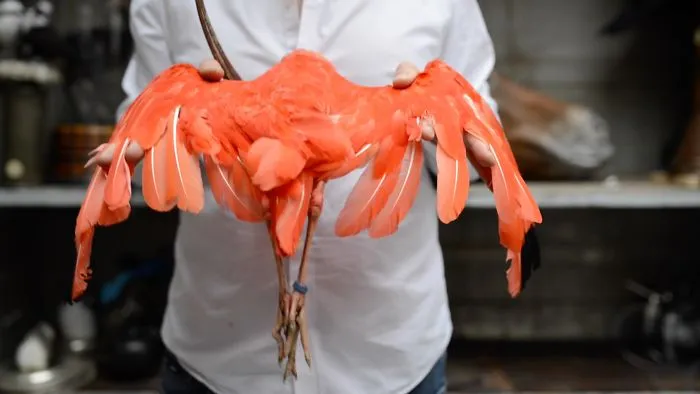 See How Dutch Artists Breathe New Life Into Taxidermy