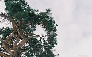 Winter In Japan