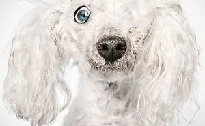 Fashion Photographer Helps Abandoned Dogs Find "Forever Homes"