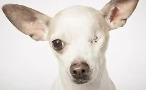 Fashion Photographer Helps Abandoned Dogs Find "Forever Homes"