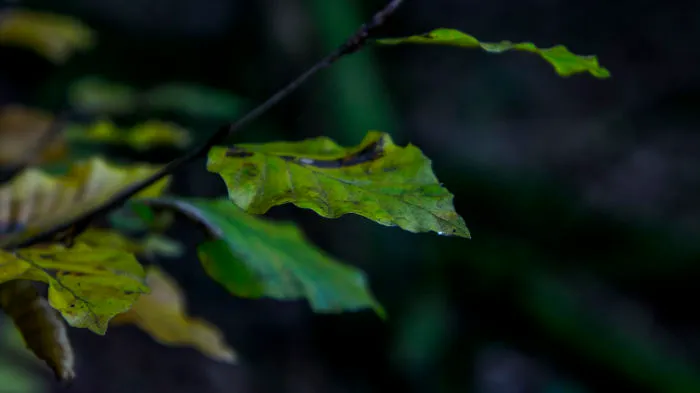 Lovely Photos Of Fall