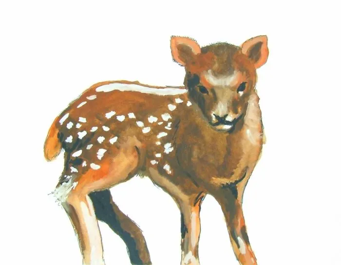 Pudu
