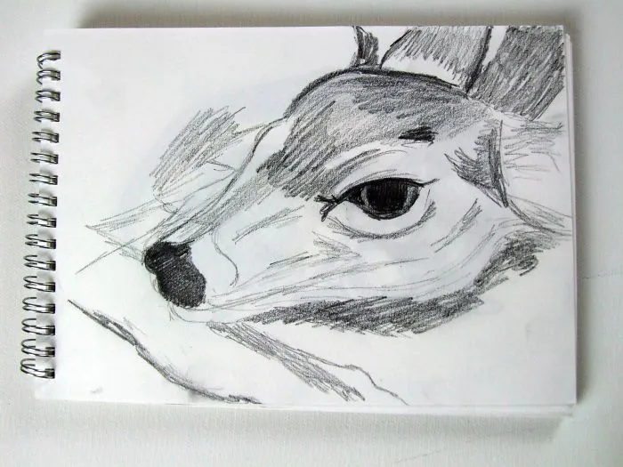 Fawn Sketch