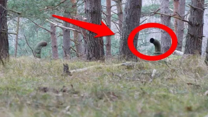 These Friend's Discovered This In The Woods And Below It Is A Horrifying Secret Omg