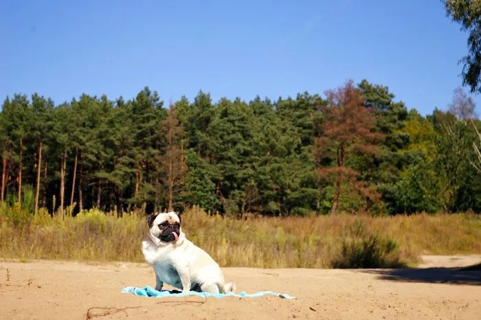 Owner Takes His Pug On Epic Adventures (147 Pics)