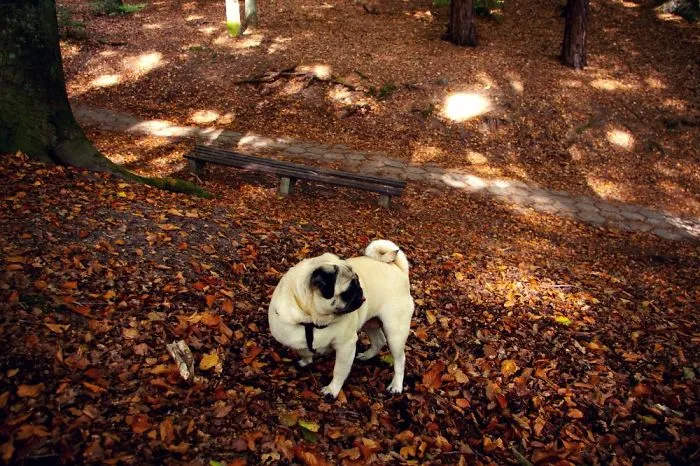 Owner Takes His Pug On Epic Adventures (147 Pics)