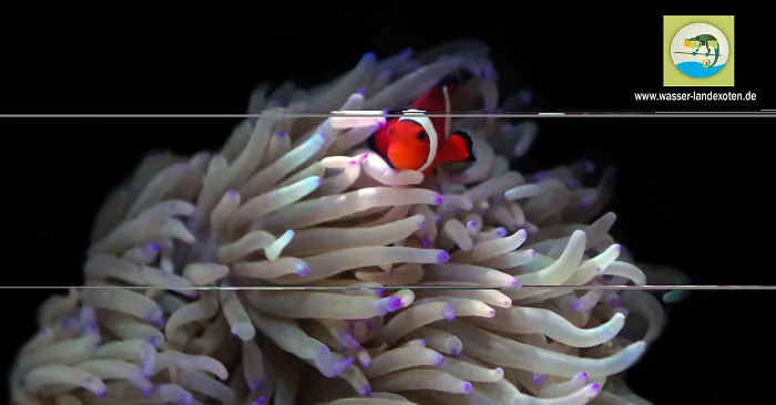 My Clownfish Loves To Cuddle His Anemone