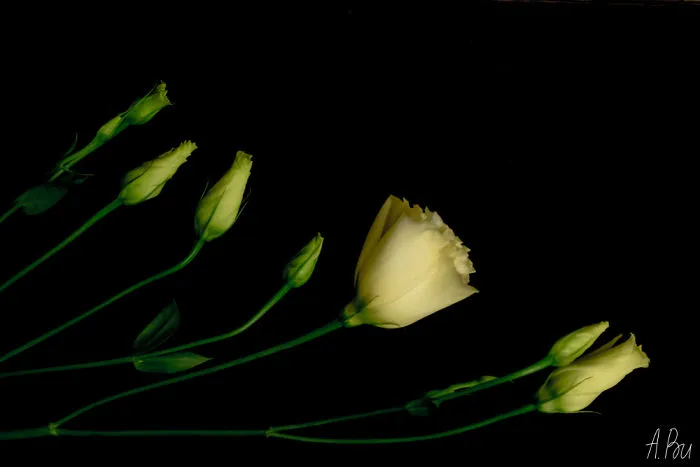 I Took Photos Of Flowers