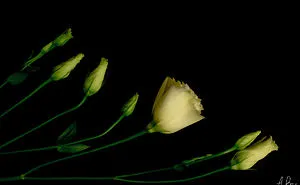 I Took Photos Of Flowers