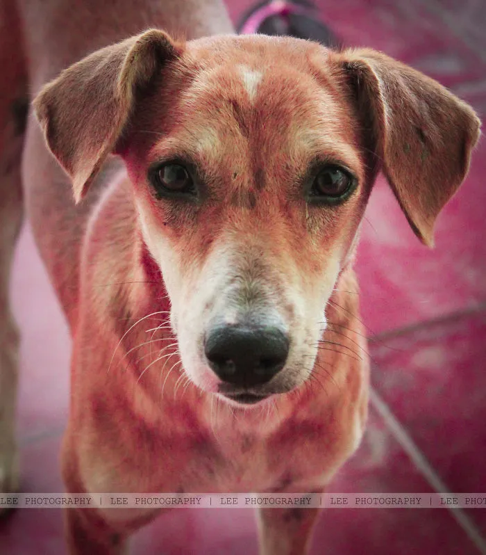 Street Dog