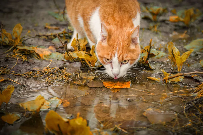 Autumn Is My Favorite Season And I Took Some Photos Of Cats Who Perfectly Match With Autumn Colors