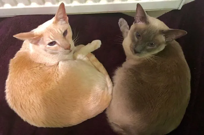 Lazy Cats