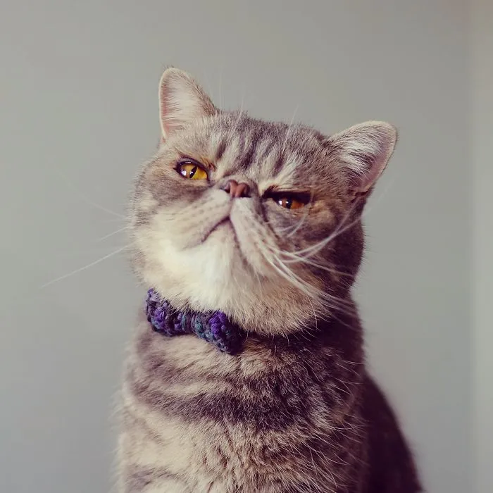 Proud Cats In Bow Ties