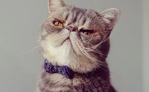 Proud Cats In Bow Ties