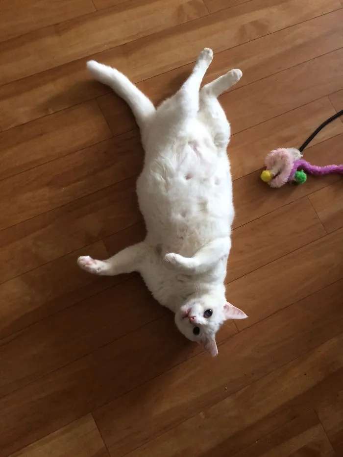 Couple Adopts A 5 Year Old Cat Who Survived Poison And His Name Is Gummy Bear