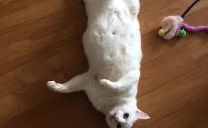 Couple Adopts A 5 Year Old Cat Who Survived Poison And His Name Is Gummy Bear
